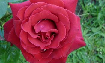 Puzzle coeur de rose - catégorie Paysages & Fleurs, puzzle gratuit en ligne