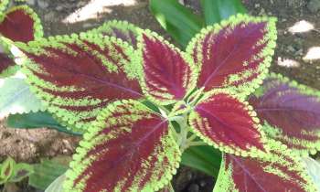 Puzzle Plante - catégorie Paysages & Fleurs, puzzle gratuit en ligne