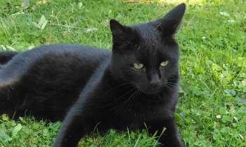 Puzzle 13790 - Chat noir