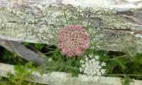 Puzzle fleurs de carottes sauvages