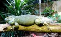 Puzzle iguane
