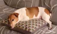 Puzzle Chien