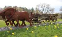 Puzzle Chevaux de trait opont