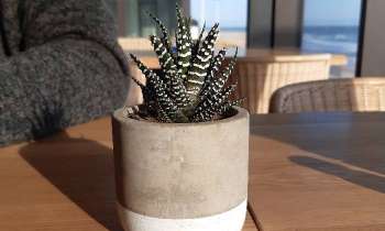 Puzzle 7019 - Plante