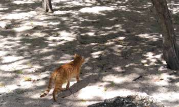 Puzzle Chat roux - catégorie Animaux, puzzle gratuit en ligne