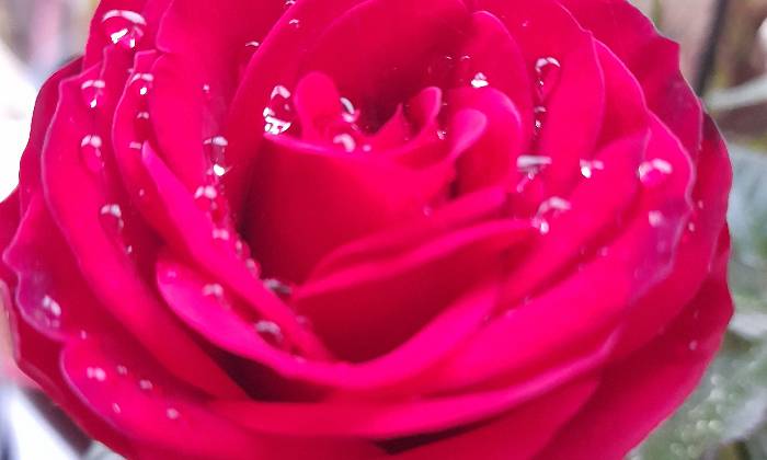 puzzle Rosée du matin, Une rose avec la petite rosée du matin