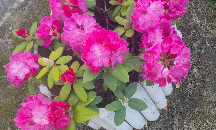 puzzle Rhododendron en fleurs, 