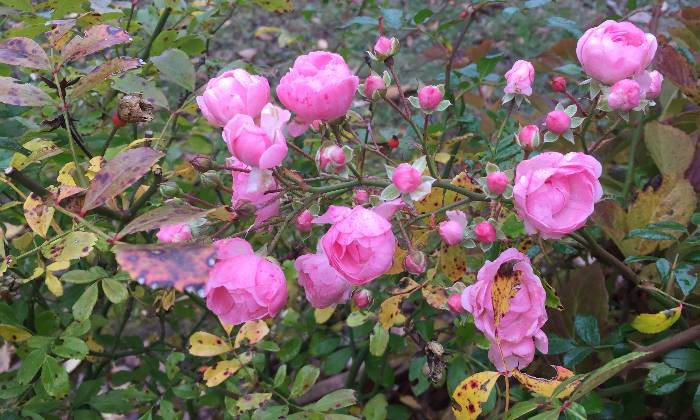 puzzle Charmantes petites roses, Buisson de roses
