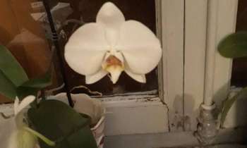 7062 | Etrange orchidée - 