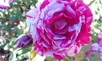 8536 | Rose - Rose bicolore