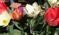 Puzzle Tulipes