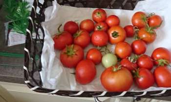 6911 | Tomates - Toutes les grosseurs de tomates