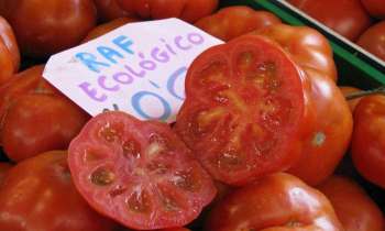 9670 | Tomates au marché de Grenade - 