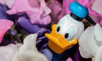 Puzzle 6997 - Donald