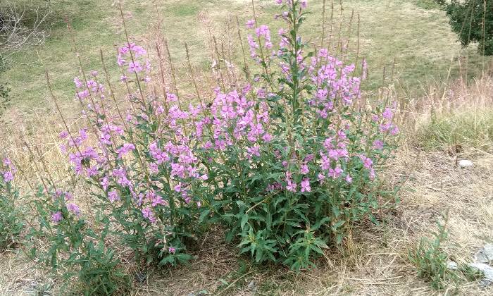 puzzle fleurs de montagne, pres du barrage d'issoire