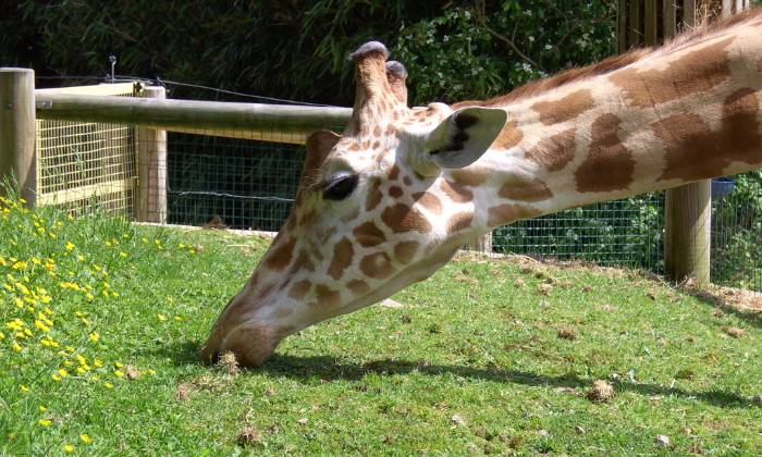puzzle une girafe, une girafe au zoo de Champrépus 50118
