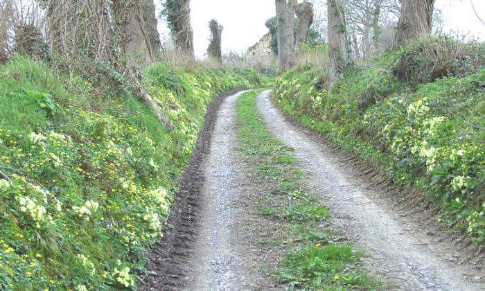 puzzle chemin creux, chemin creux bordé de fleurs printanières, Épinay-sur-Odon 14241