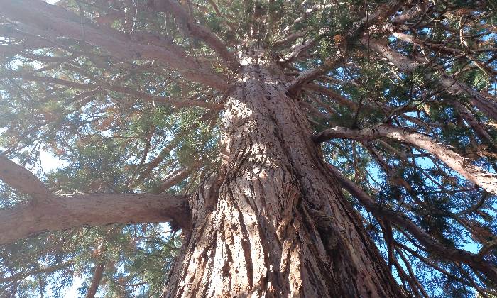 puzzle Séquoia géant en périgord, Le séquoia giganteum est un géant de 55 mètres avec une circonférence de 14 mètres dans notre parc.