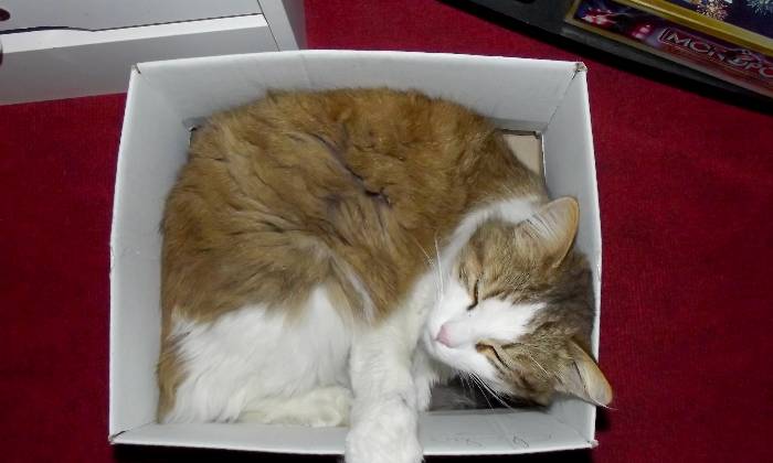 puzzle chat dans sa boite, 