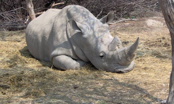 puzzle Rhinocéros sieste, Réserve africaine de Sigean