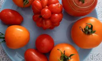9109 | Tomates - Diverses variétés de tomates