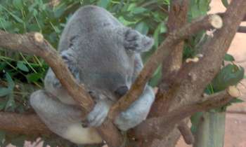 8370 | Koala - Koala en pleine sieste / Zoo de Beauval / Loir et Cher