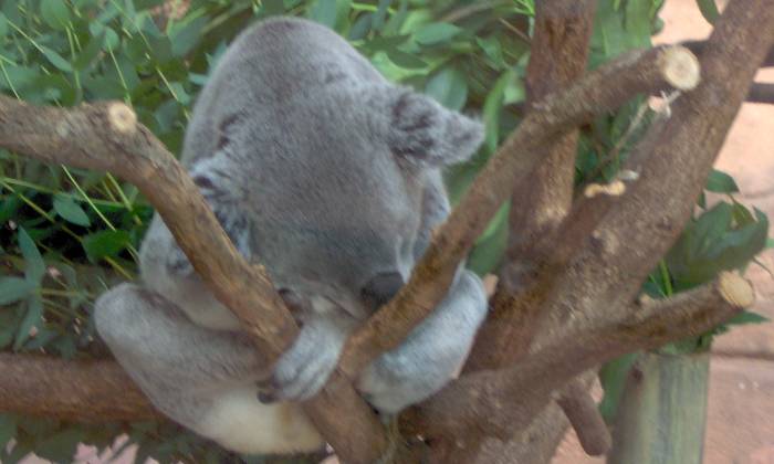 puzzle Koala, Koala en pleine sieste / Zoo de Beauval / Loir et Cher