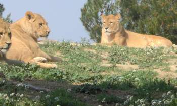 9059 | les lionnes - Réserve africaine de Sigean