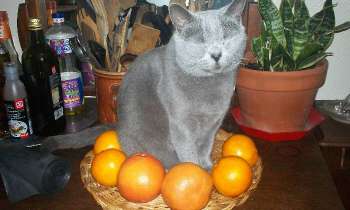 7314 | Chatte aux oranges - Belle illustration de la recette du chat aux oranges...