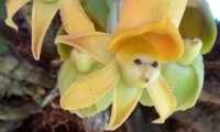 Puzzle Orchidée Catasetum
