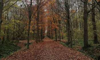 9175 | Chemin forestier en automne - 