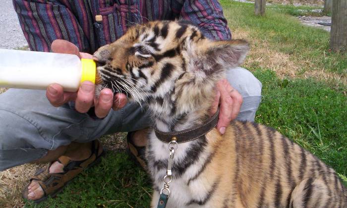 puzzle Futur grand tigre, Plus de maman mais un soigneur qui met autant d'Amour que de lait dans le biberon.
