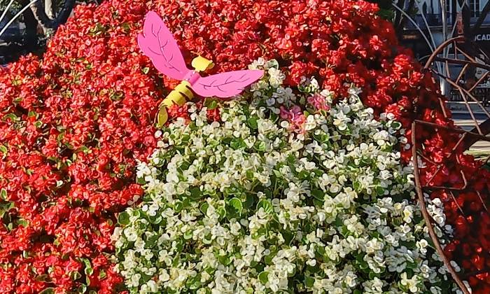 puzzle Fleurs, Massif de fleurs bicolore