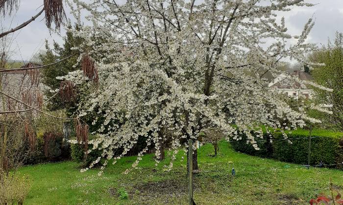 puzzle Cerisier en fleurs, Dans le jardin à Pommiers