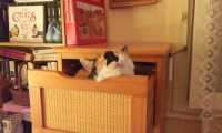 Puzzle Tiroir de chat