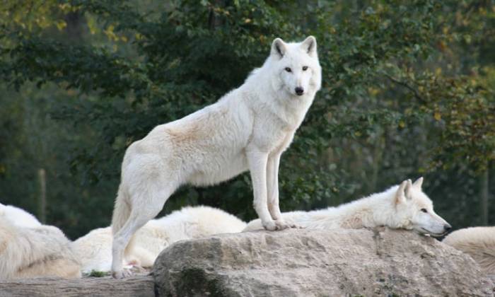 puzzle Loups arctiques, Comme l’indique son nom, le loup arctique vit dans la région arctique (Nord de l’hémisphère). Les Inuits le surnomme amaruk ou amorok.