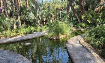 9779 | Jardin - Jardin aux palmiers