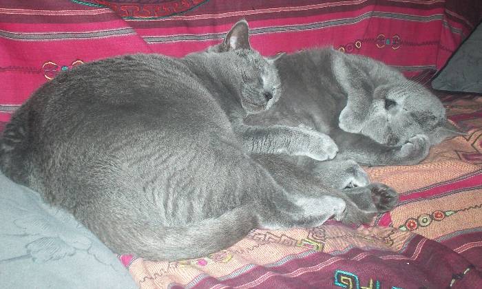 Puzzle gratuit Que de tendresse dans la catégorie Animaux jouable de 24 à 120 pièces.