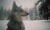 Puzzle Loup