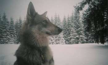 7551 | Loup - Magnifique loup dans sa clairière