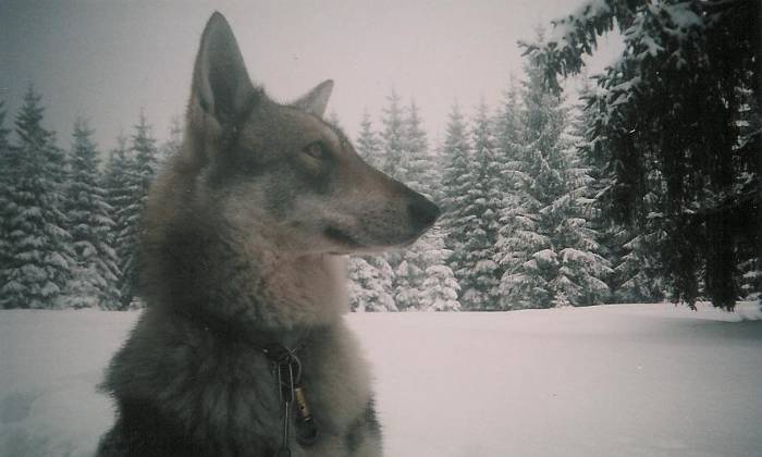 puzzle Loup, Magnifique loup dans sa clairière