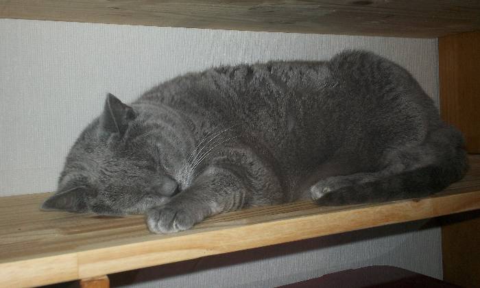 Puzzle gratuit Mon étagère dans la catégorie Animaux jouable de 24 à 120 pièces.