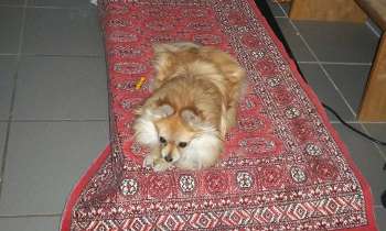 8549 | Notre Rhena exposée - Il s'agit bien d'un tapis de marche... pour chienne fatiguée