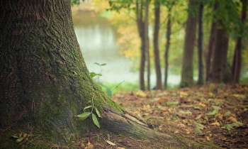 9208 | Arbre centenaire - Une forêt en automne