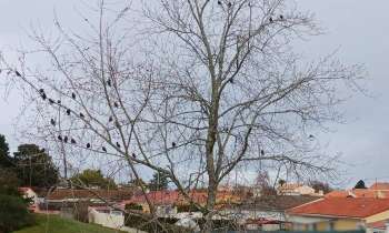 7673 | oiseaux sur les branches - nuée d'oiseaux sur un arbre
