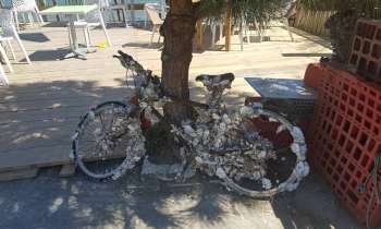 8918 | vélo coquillage - Vélo ayant séjourné dans l'eau et recouvert de coquillages qui y ont élu domicile
