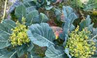 Puzzle Chou ROMANESCO