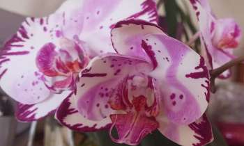 9088 | orchidée mauve - refleurissement de mon orchidée mauve tachetée