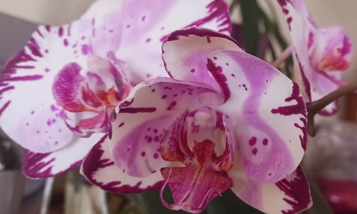 puzzle orchidée mauve, refleurissement de mon orchidée mauve tachetée