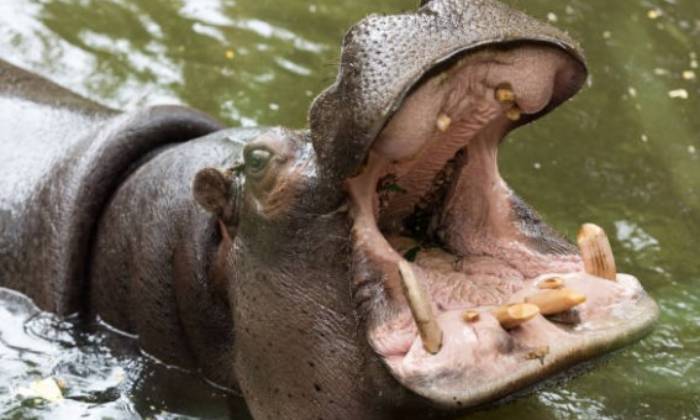 puzzle Grande bouche d'hippopotame, De quoi très bien manger, même un crocodile !